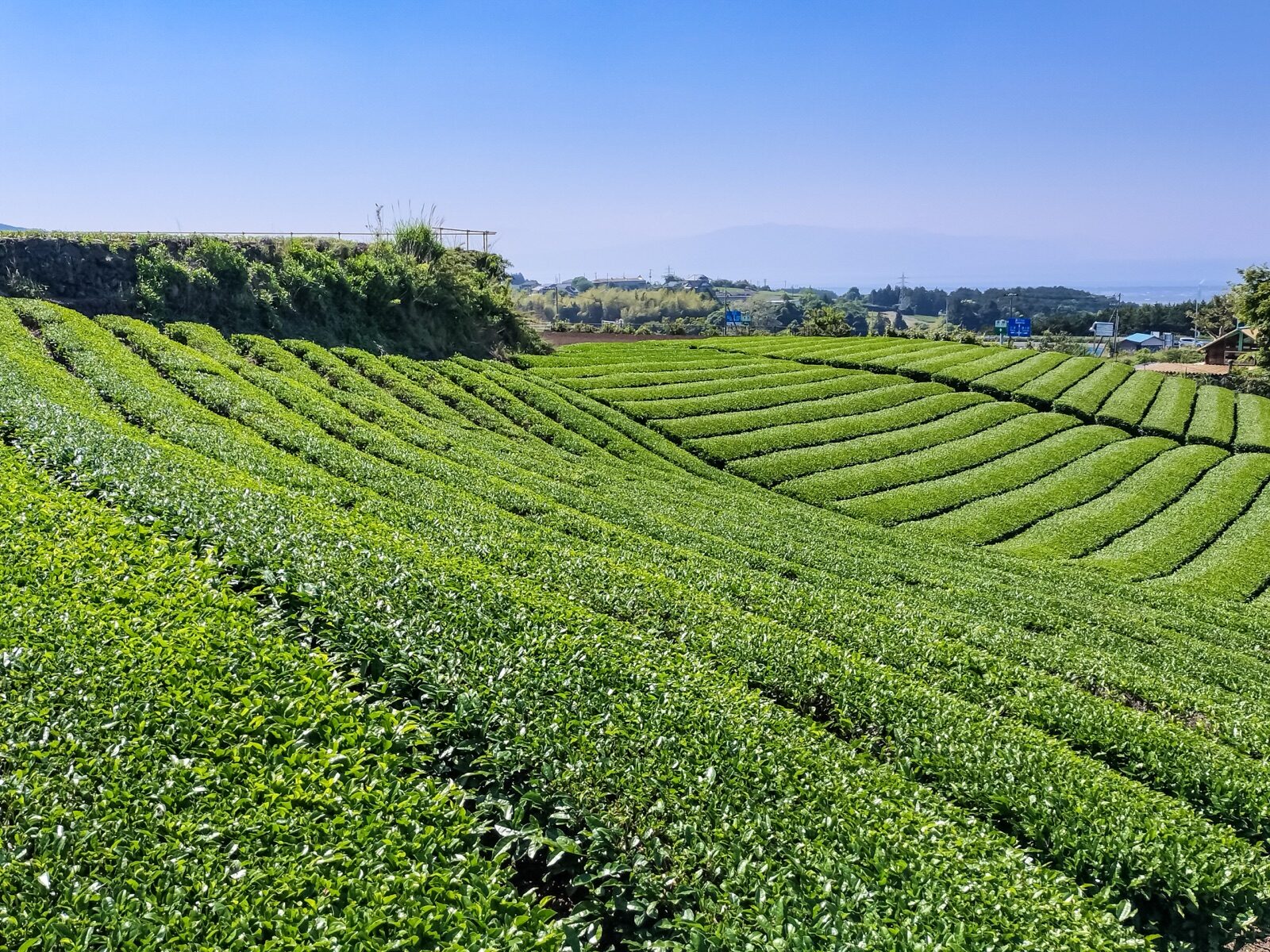Rows of tea fields across a hillside in Japan